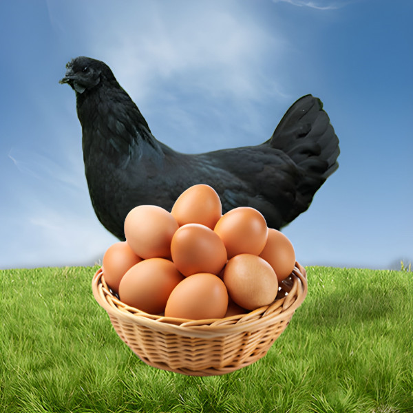 Free Range Black Hen Eggs