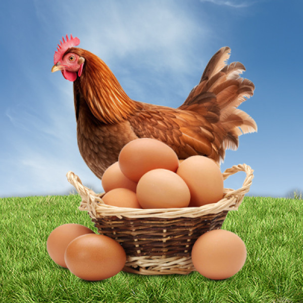  Combo Free Range Country Eggs  (2 Packs)