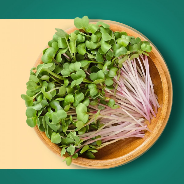 Red Cow Peas Microgreens (Vanpayar) 