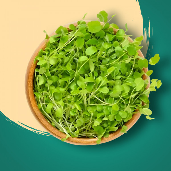 Horse Gram Microgreens (Muthira) 